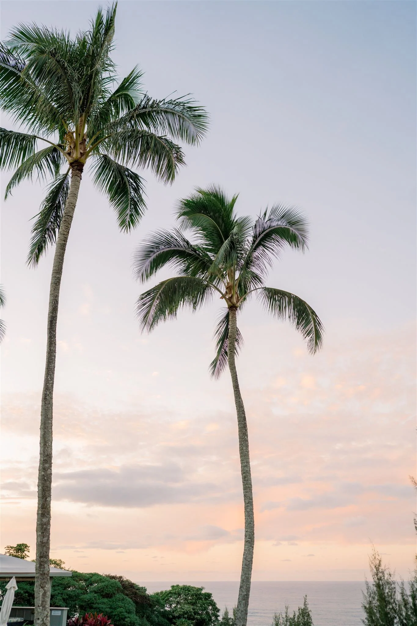 palm trees and ocean at kauai wedding
