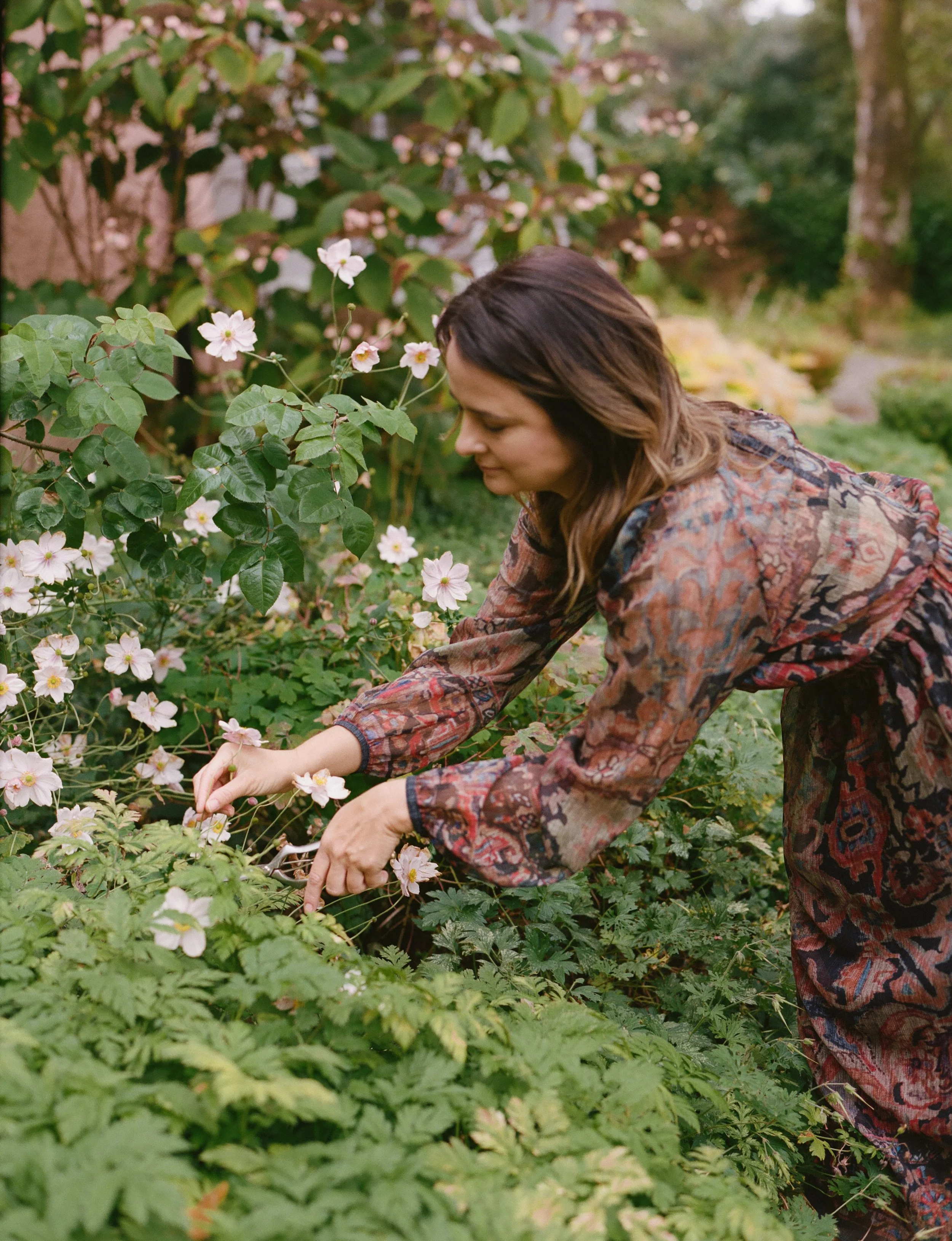 clipping flowers in Scottish Highlands