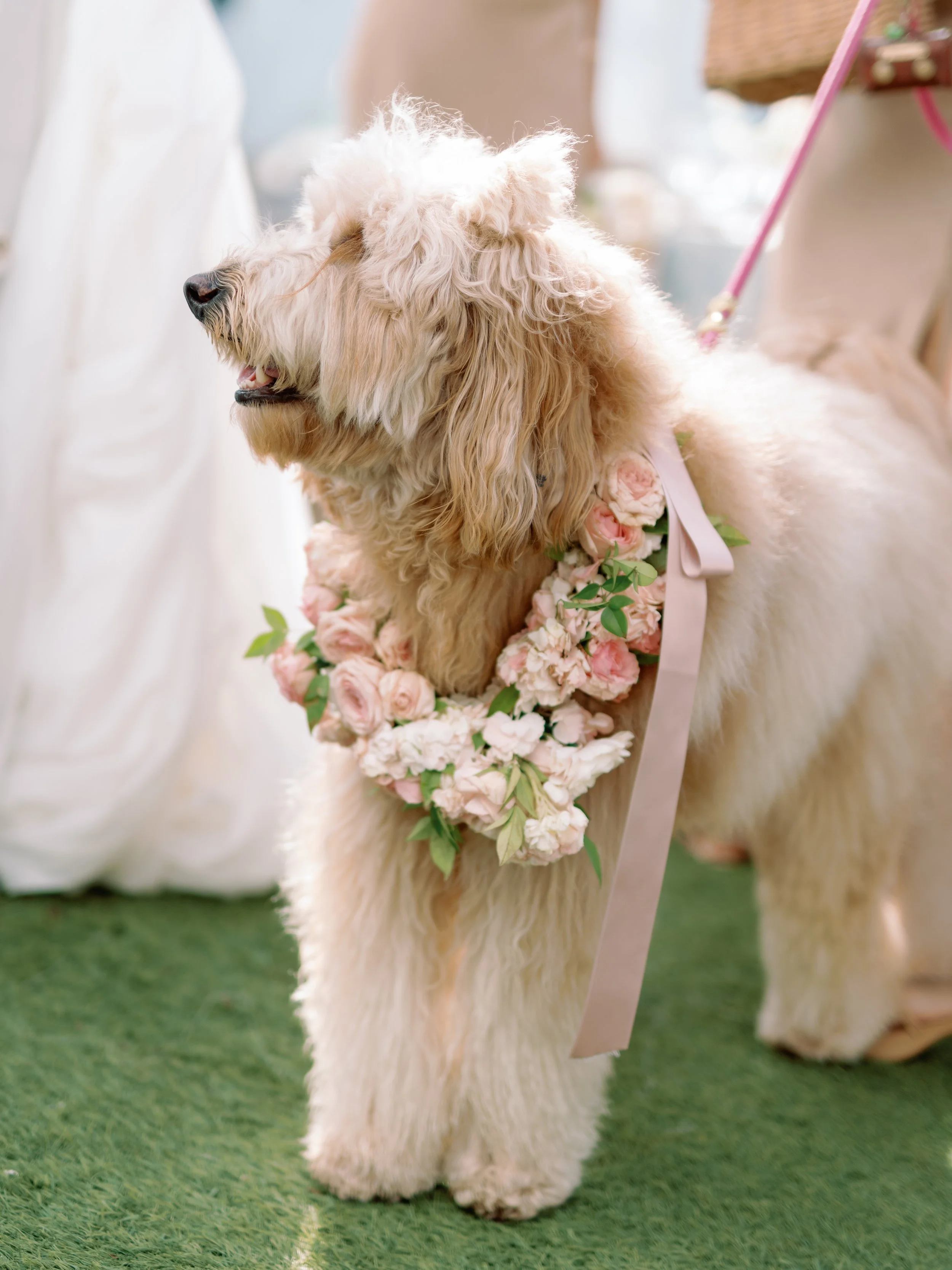 a tan large dog has a blush pink and white floral collar on with a blush ribbon
