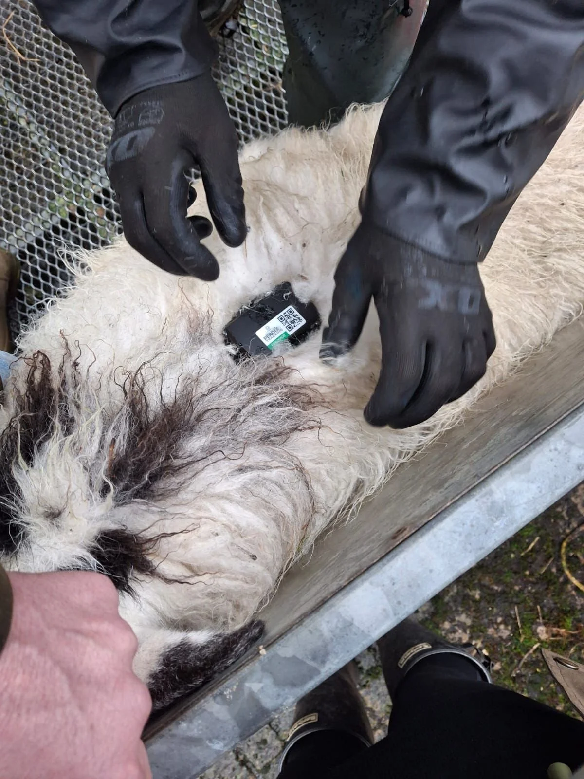 Sheep Tracking Offers New Insights for Local Graziers