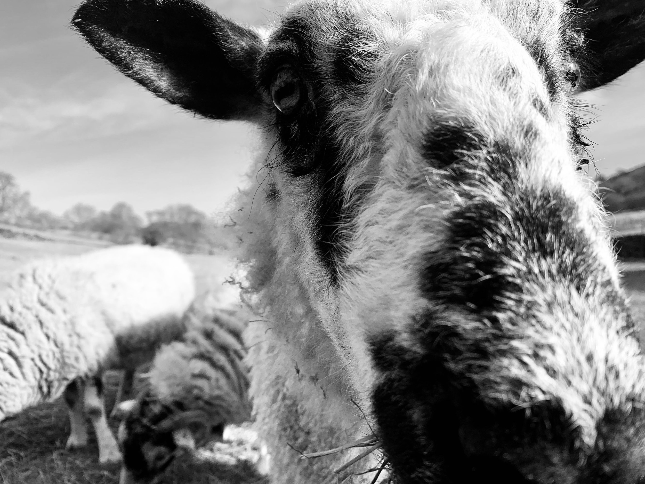 Close-up of a Merle Collie dog with one eye showing, on a farm with a sheep and a cat in the background.