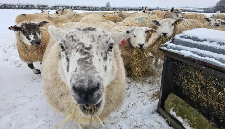 Wool with Worth - Wednesday 4th March 2026