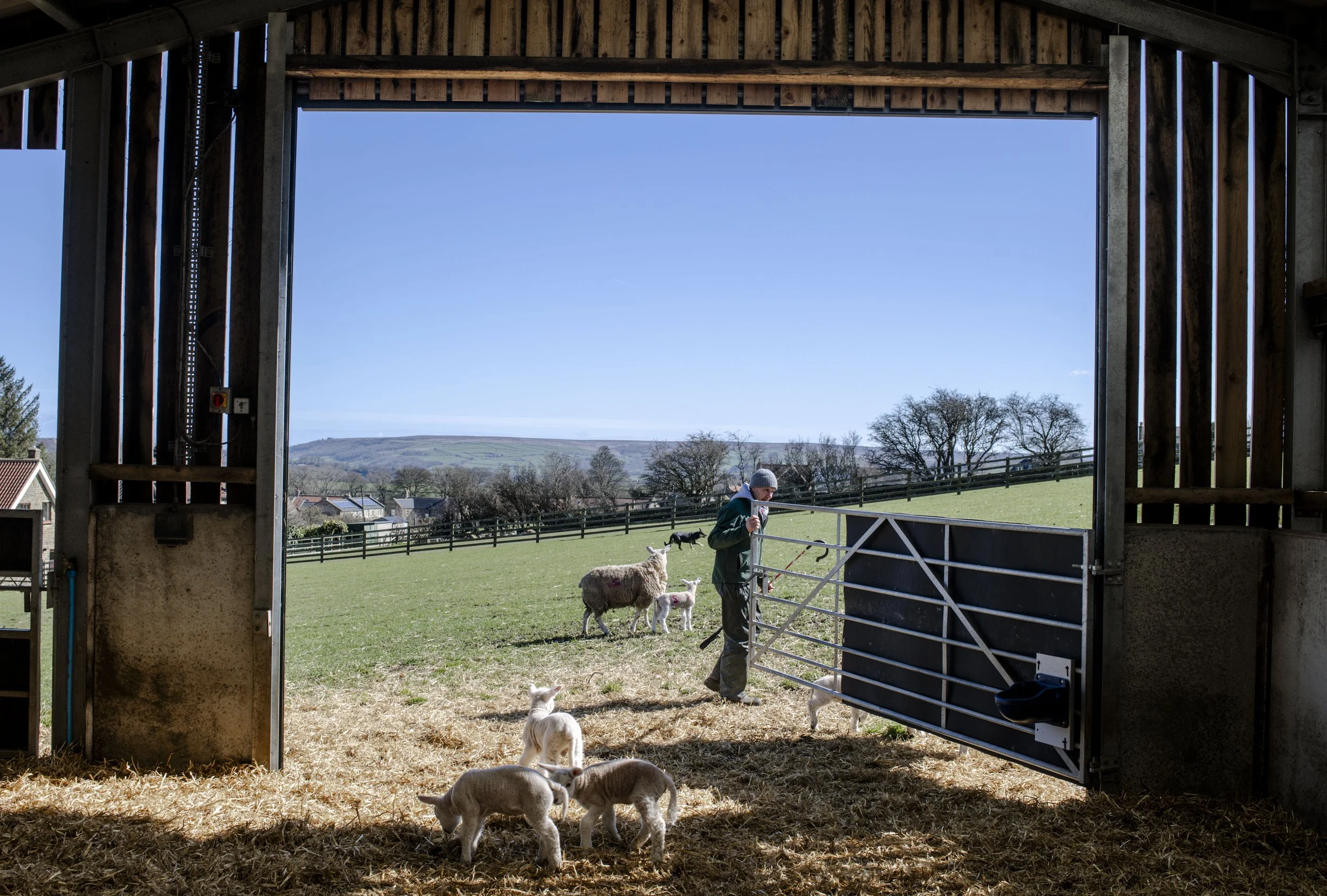 A man opening a barn door to a green pasture with sheep, lambs, and a dog, under a clear blue sky.