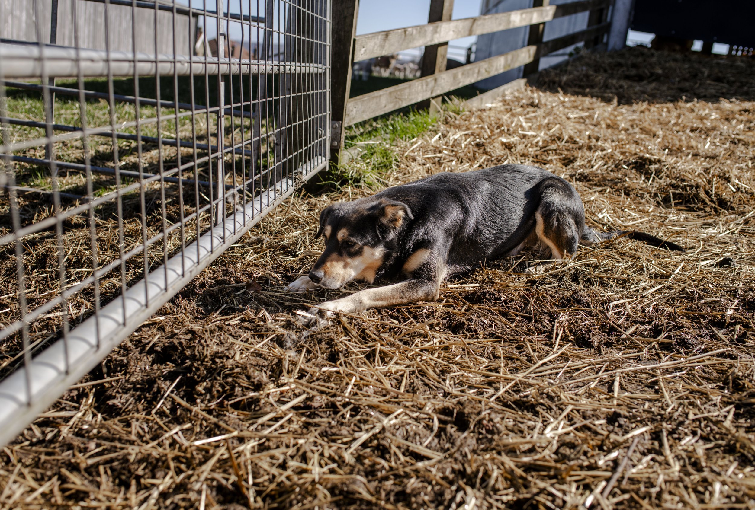 A dog lying on dirt and straw inside a fenced area, with a wooden fence in the background.