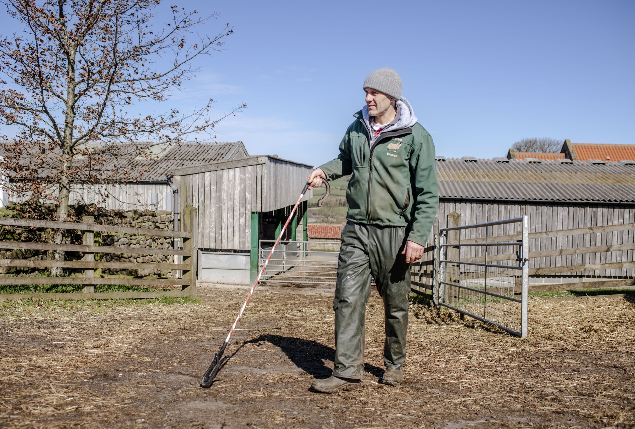 A man wearing a gray beanie, green jacket, and gray pants using a shepherd hook on a dirt pathway in a rural farm setting with wooden barns and a leafless tree in the background.