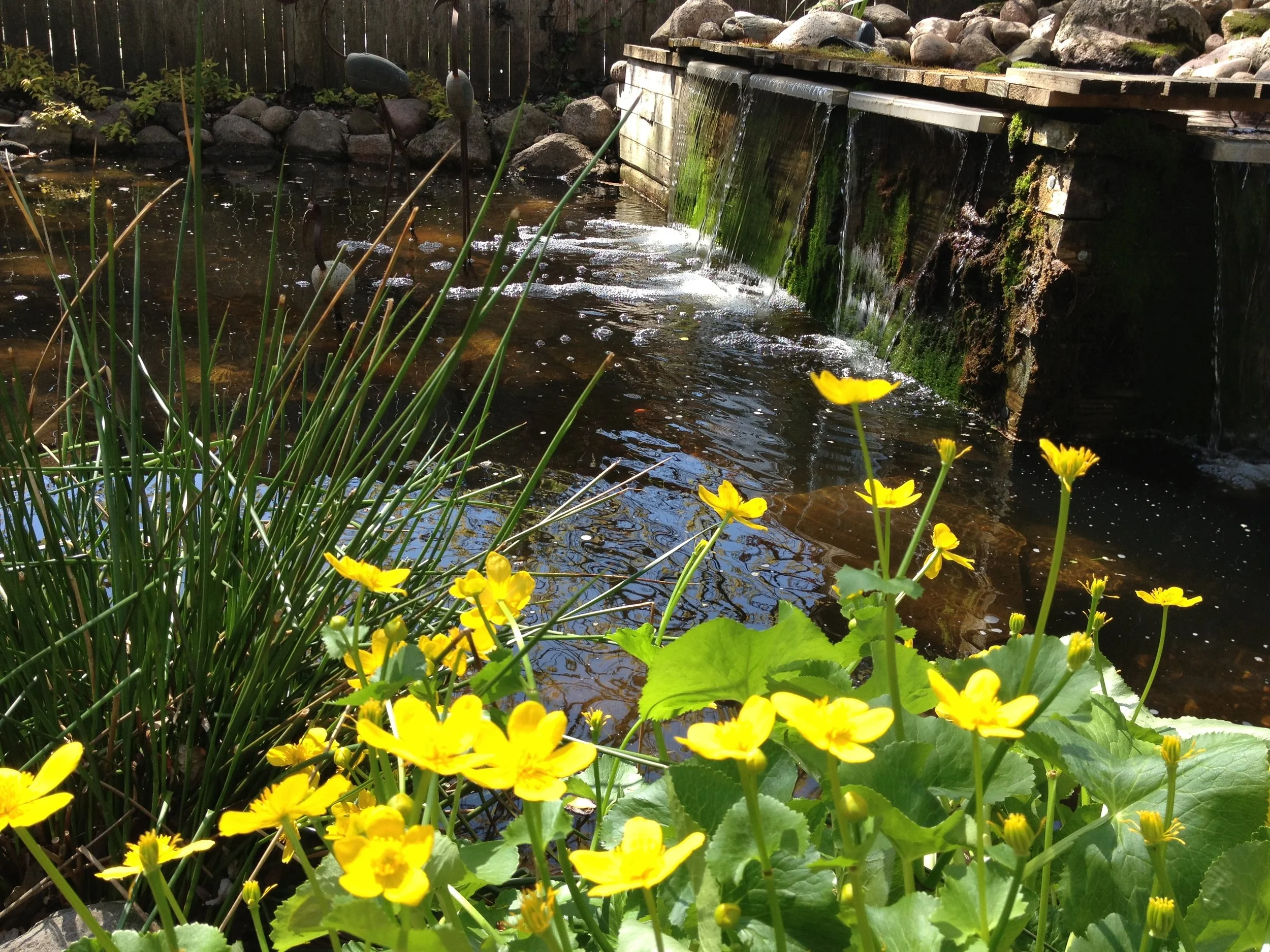 Friday Afternoons at Big Thoughts Pond - May 9, 2014