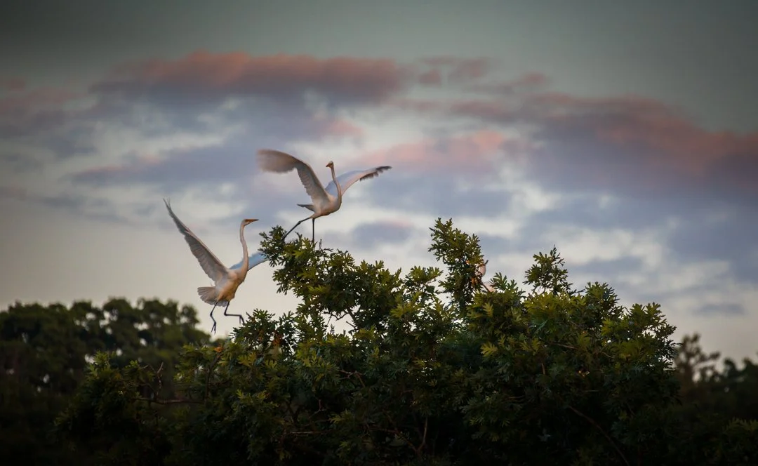 International Color Awards