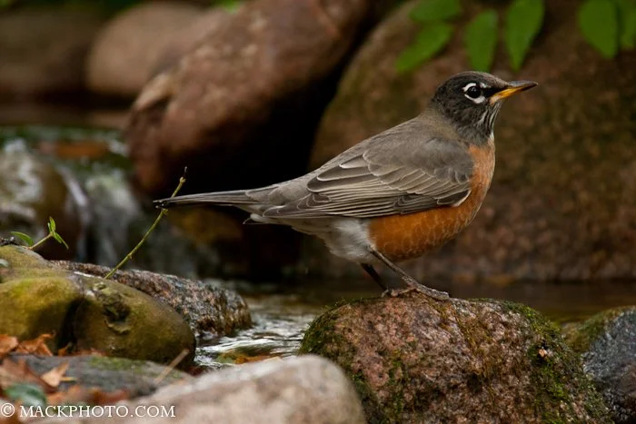 Getting on with your Intentions – in my case Birds at the Pond.