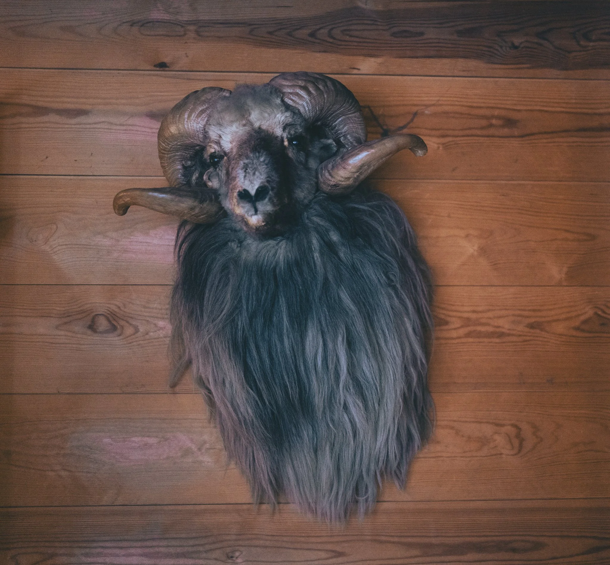 A decorative wall-mounted bear head with large antlers, mounted on a wooden wall.