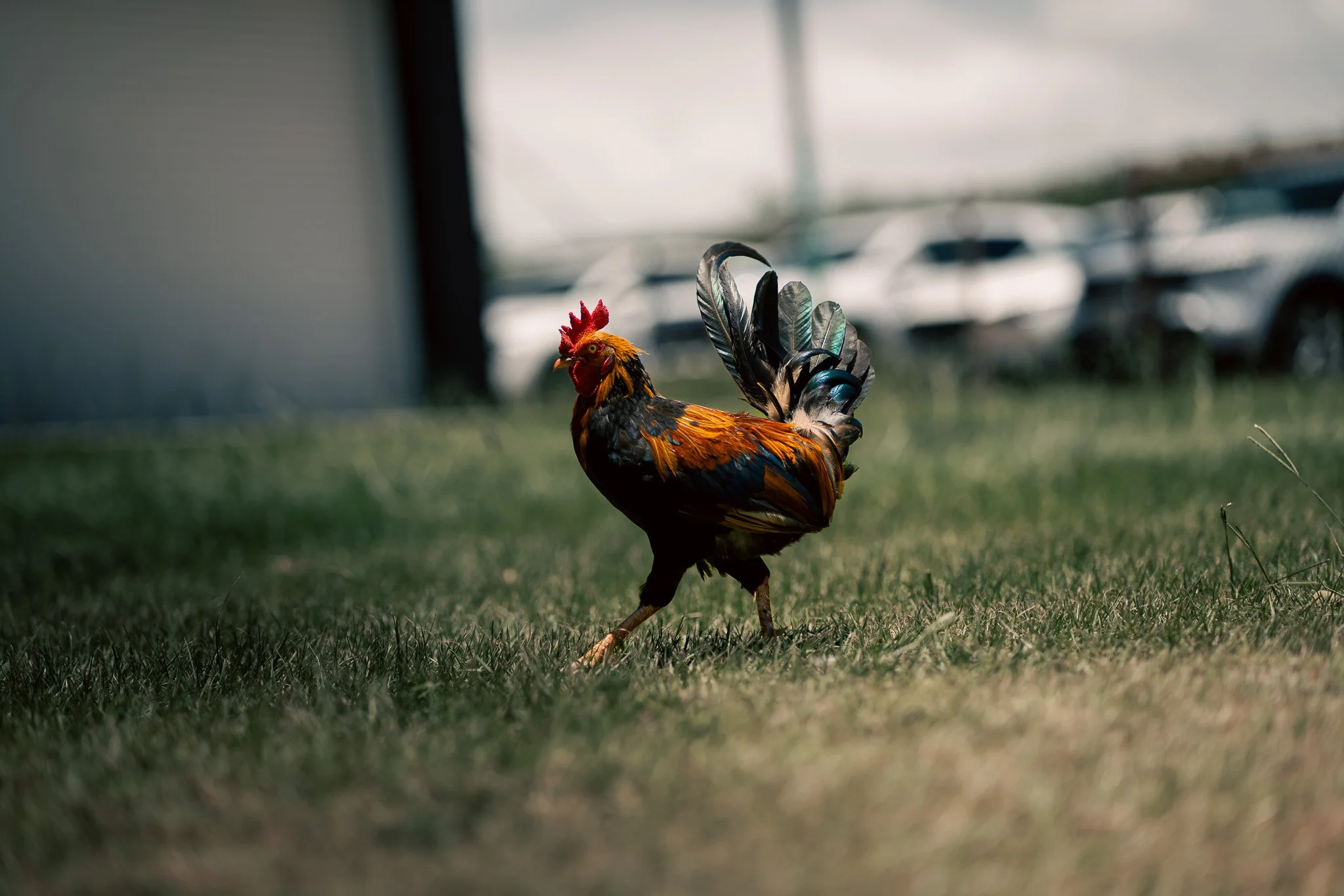 Colorful rooster standing on a grassy field with blurred cars in the background.