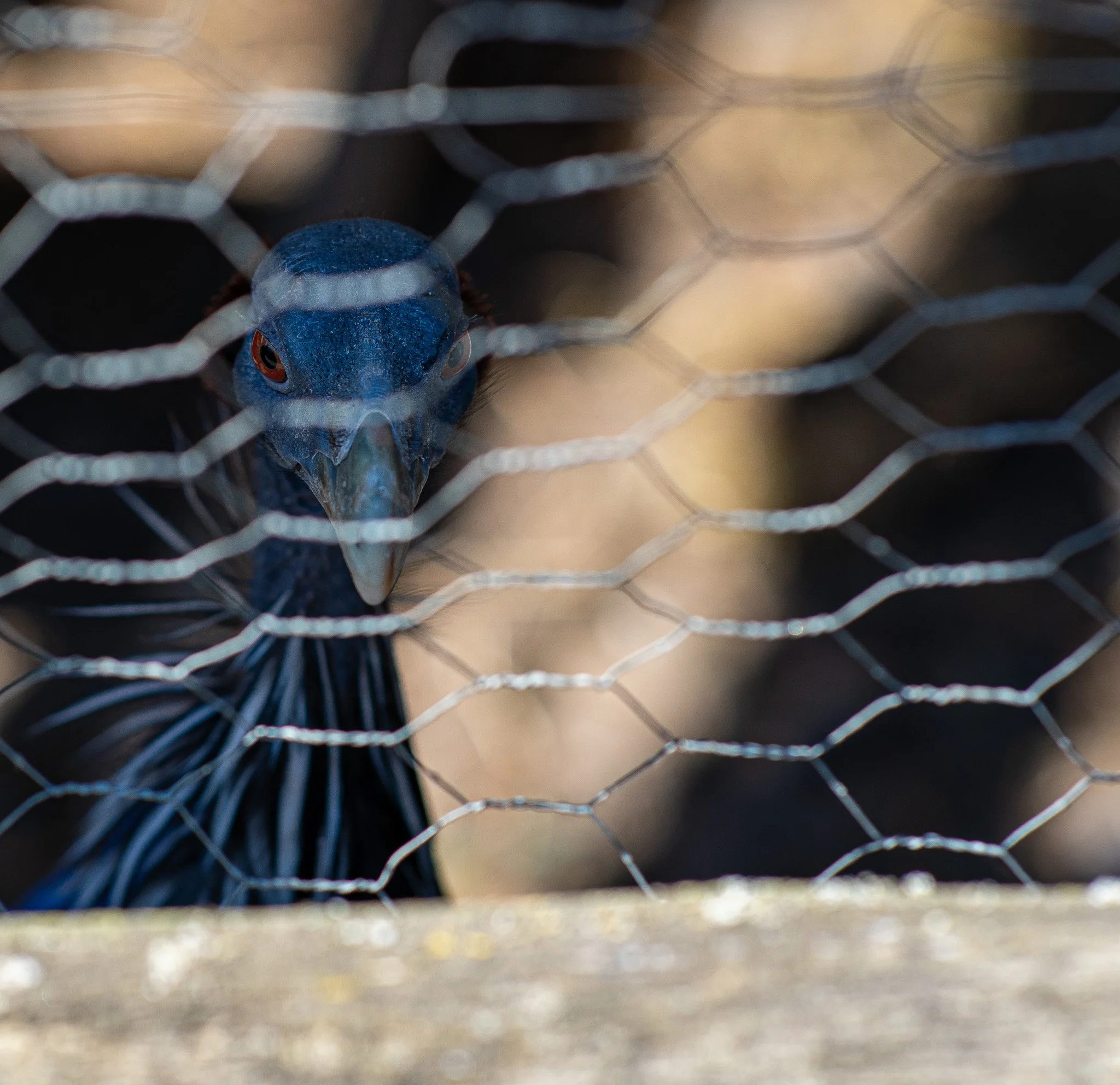 A bird with a blue head and black body behind a wire mesh fence.