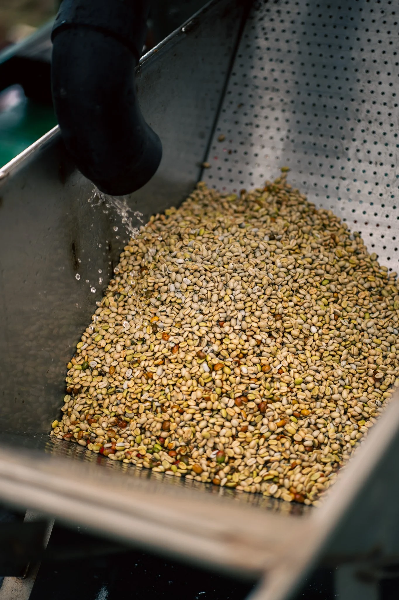 Lentils being rinsed in a stainless steel colander with water from a black hose.
