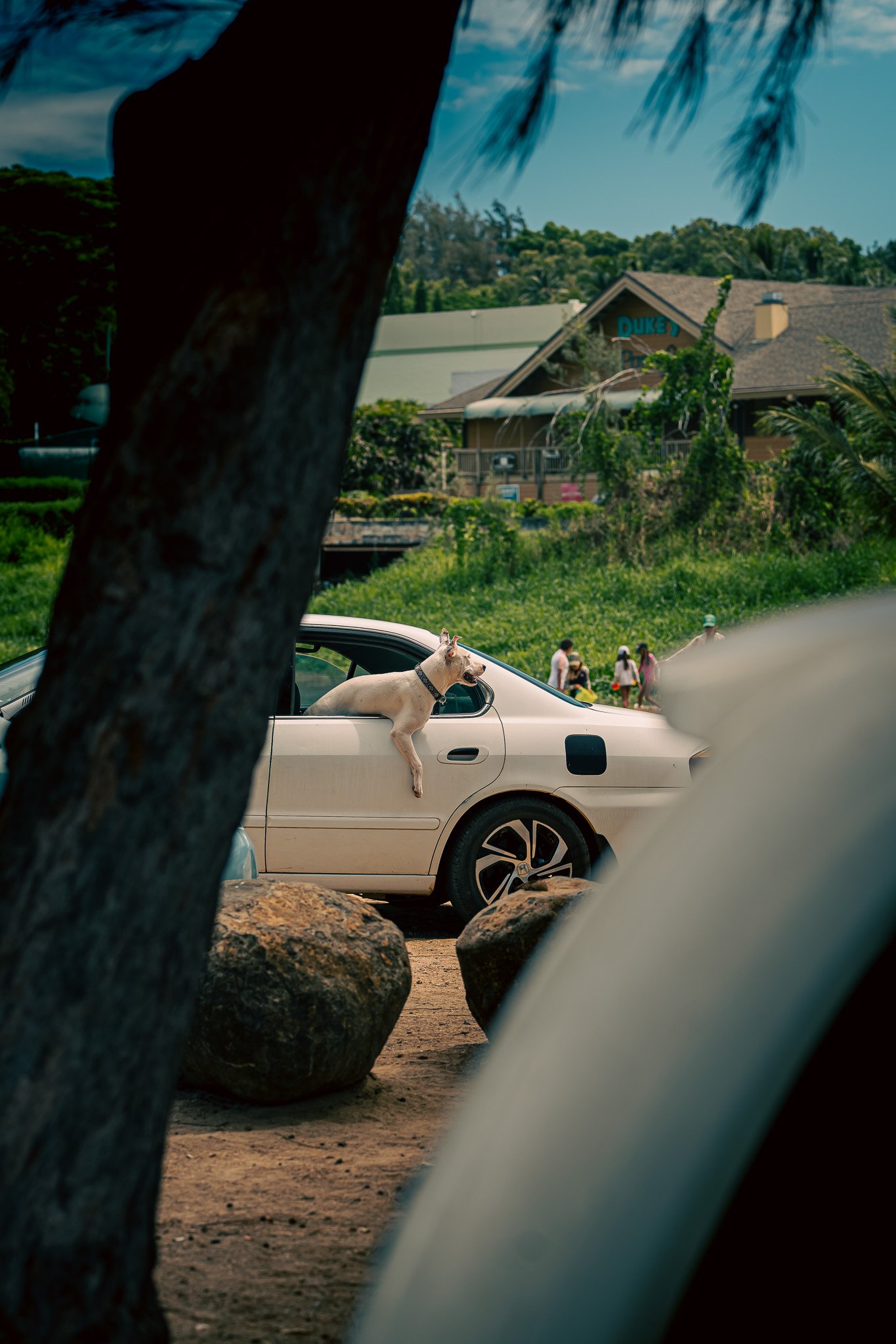 A dog with a collar hanging out of a white car window at a park with rocks and trees, and a building in the background.