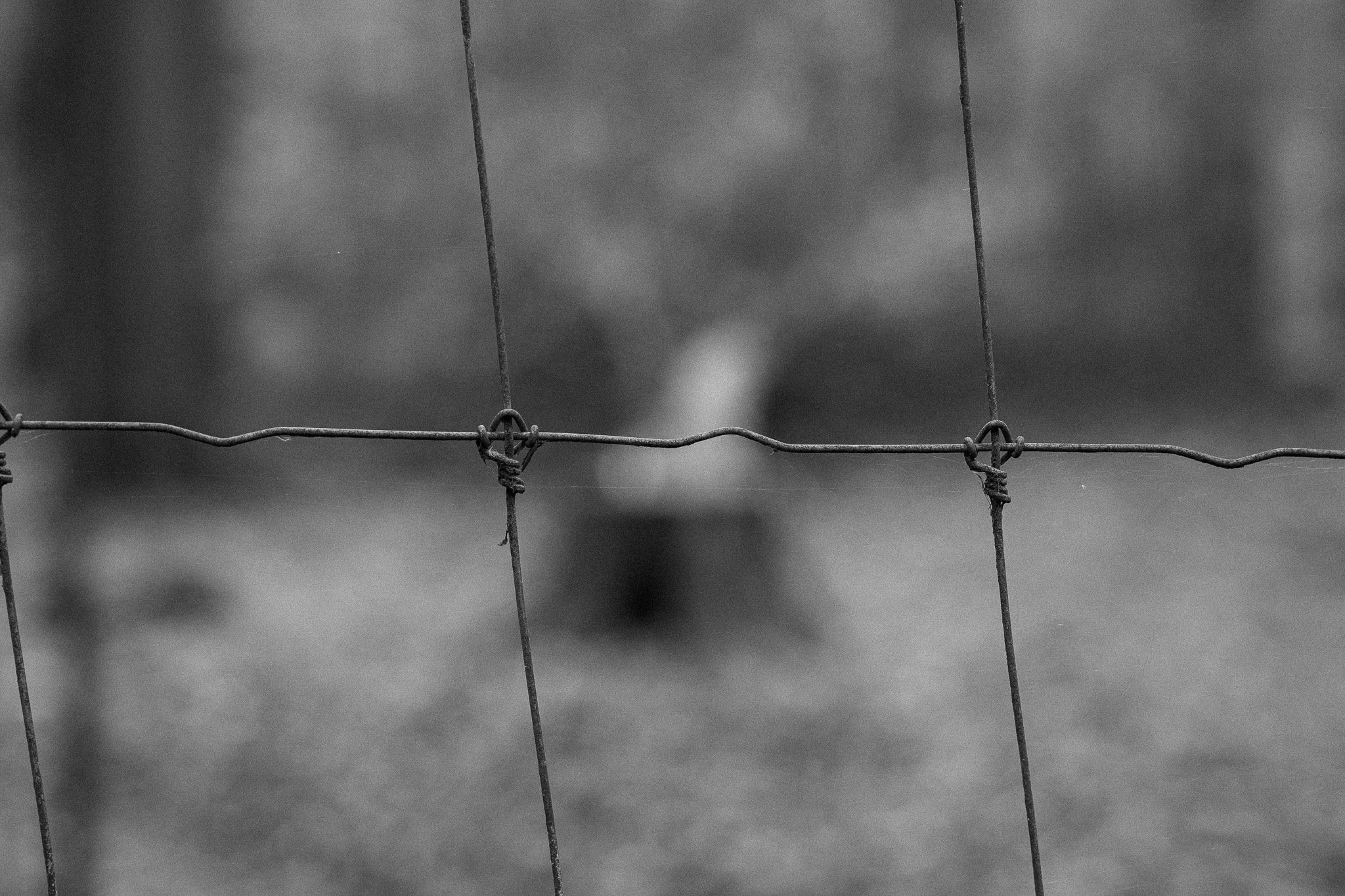 Close-up of a barbed wire fence with a blurred background in black and white.