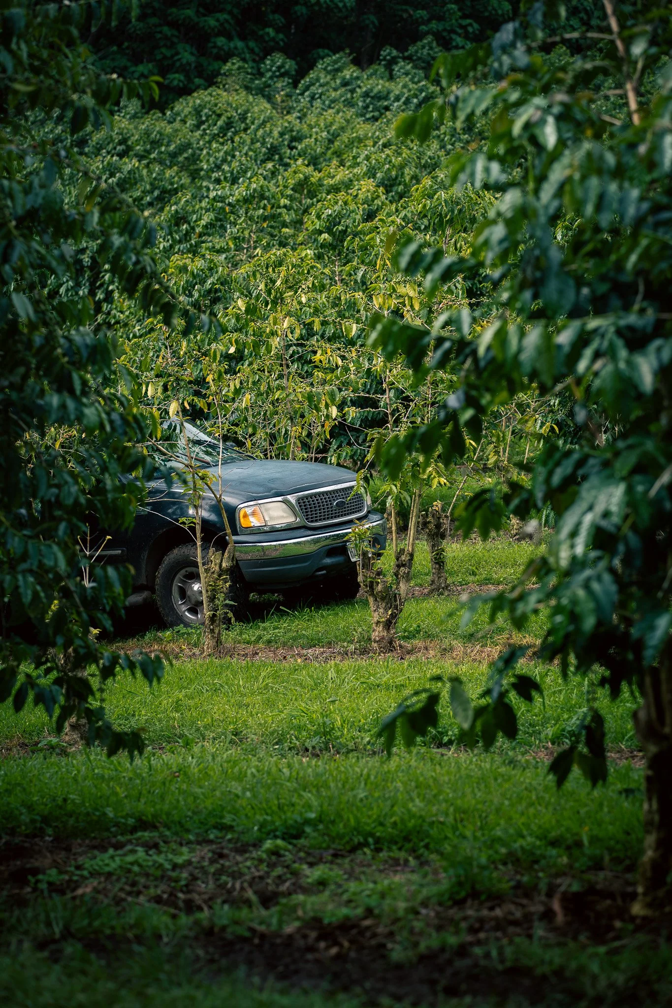 A black vehicle, possibly a pickup truck, partially visible behind small trees or bushes in an orchard or garden with lush green grass and dense green foliage.