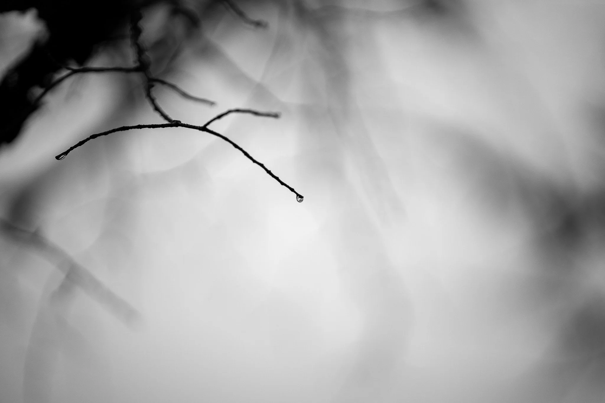 Close-up of thin tree branches with water droplets hanging from the tips, in black and white.
