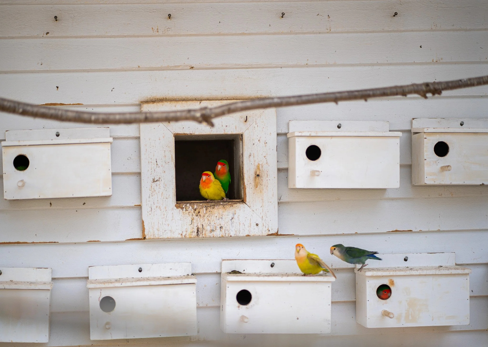 Multiple colorful birds, including lovebirds and a green bird, perched outside and inside birdhouses mounted on a white wooden wall.