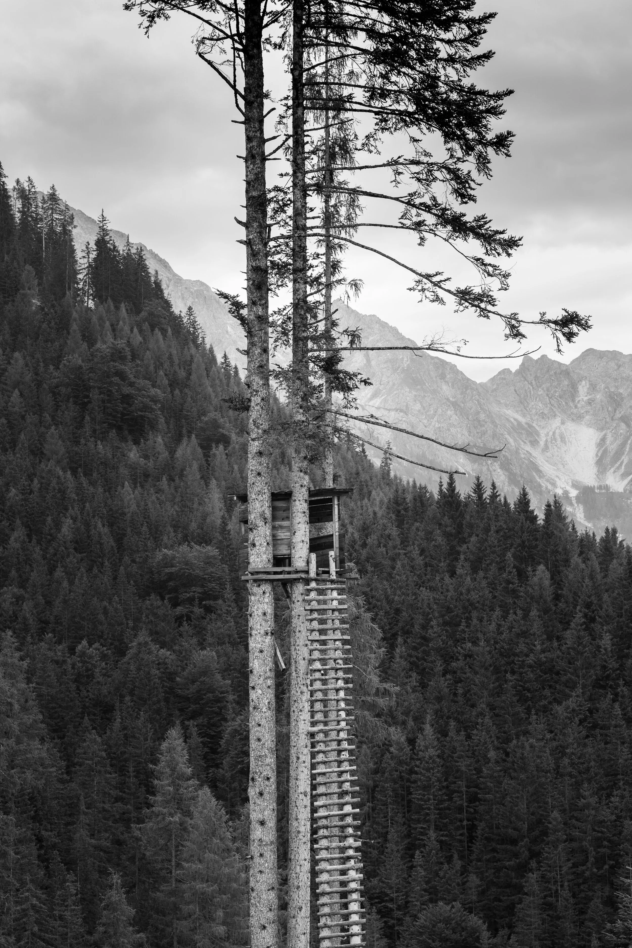 Minimalist black and white landscape featuring a wooden treehouse lookout in a dense alpine forest, with dramatic mountain scenery in the background.
