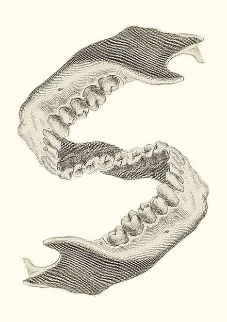 Drawing of a set of human upper and lower teeth arranged in an S-shape.