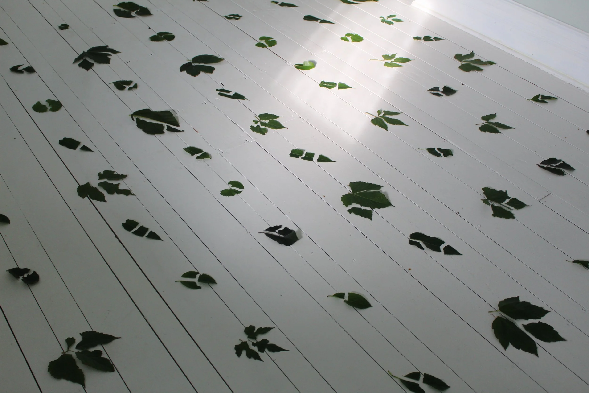 Green leaves scattered on a white wooden floor near a corner.