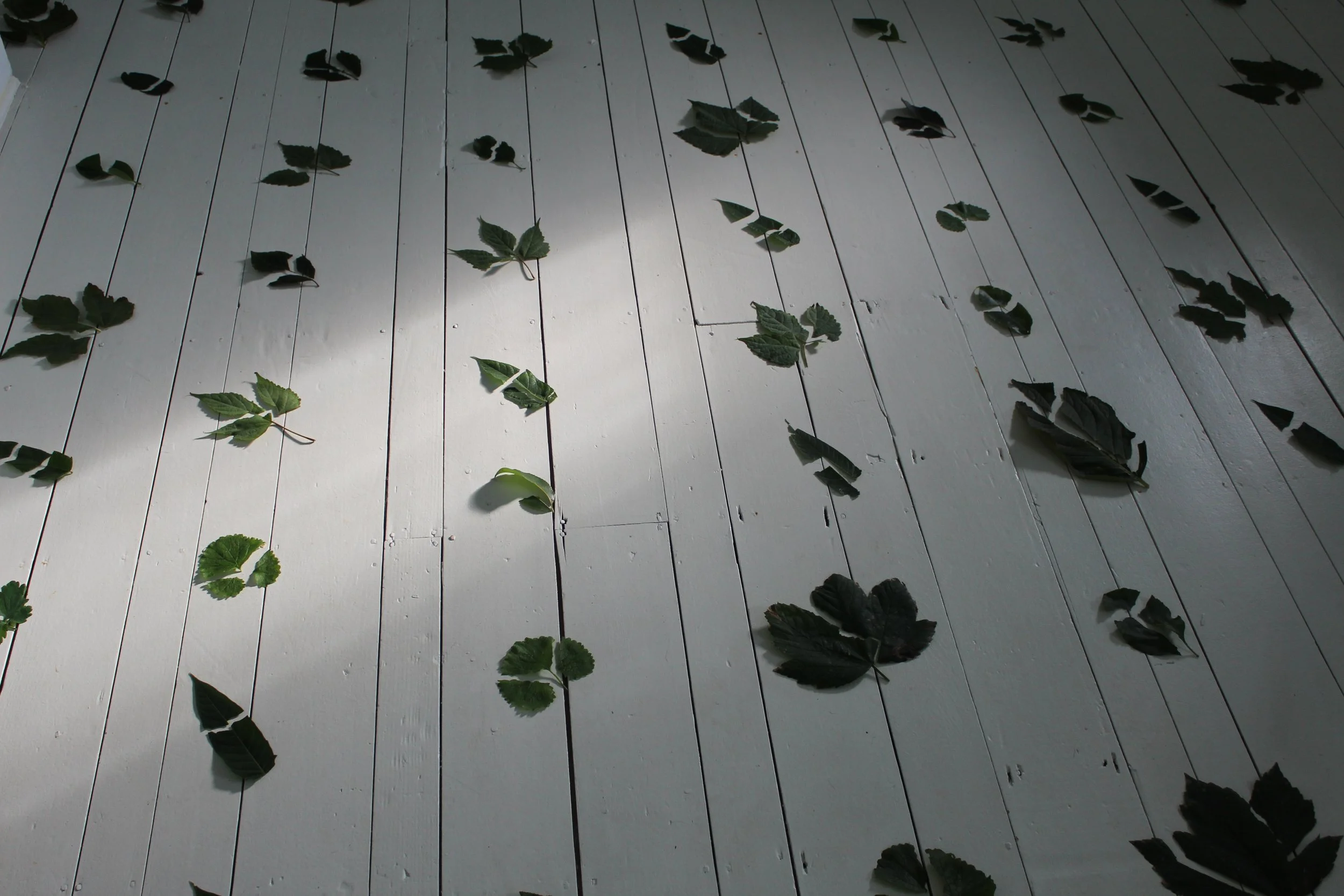Green leaves scattered on a white wooden floor with a beam of light casting a shadow.