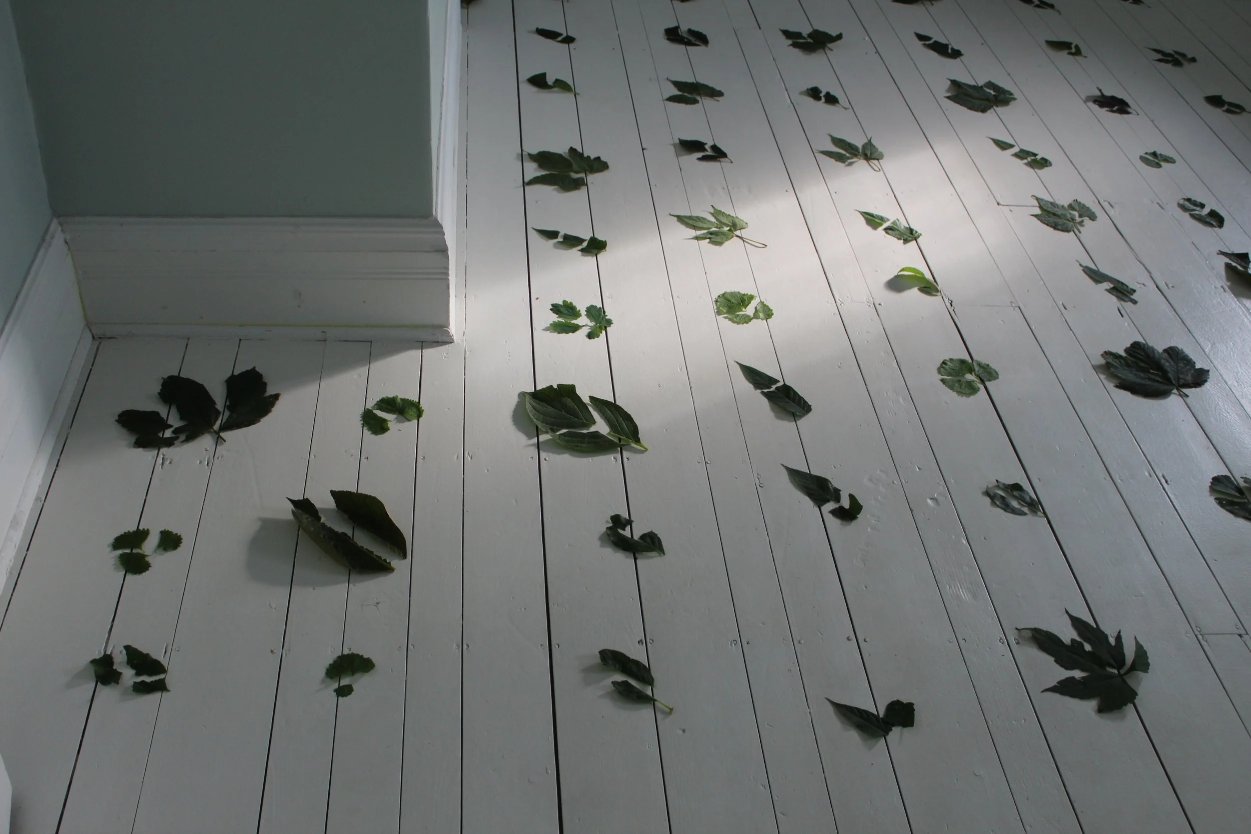 Fallen green leaves scattered on a white wooden floor near a corner of a light blue-green wall.