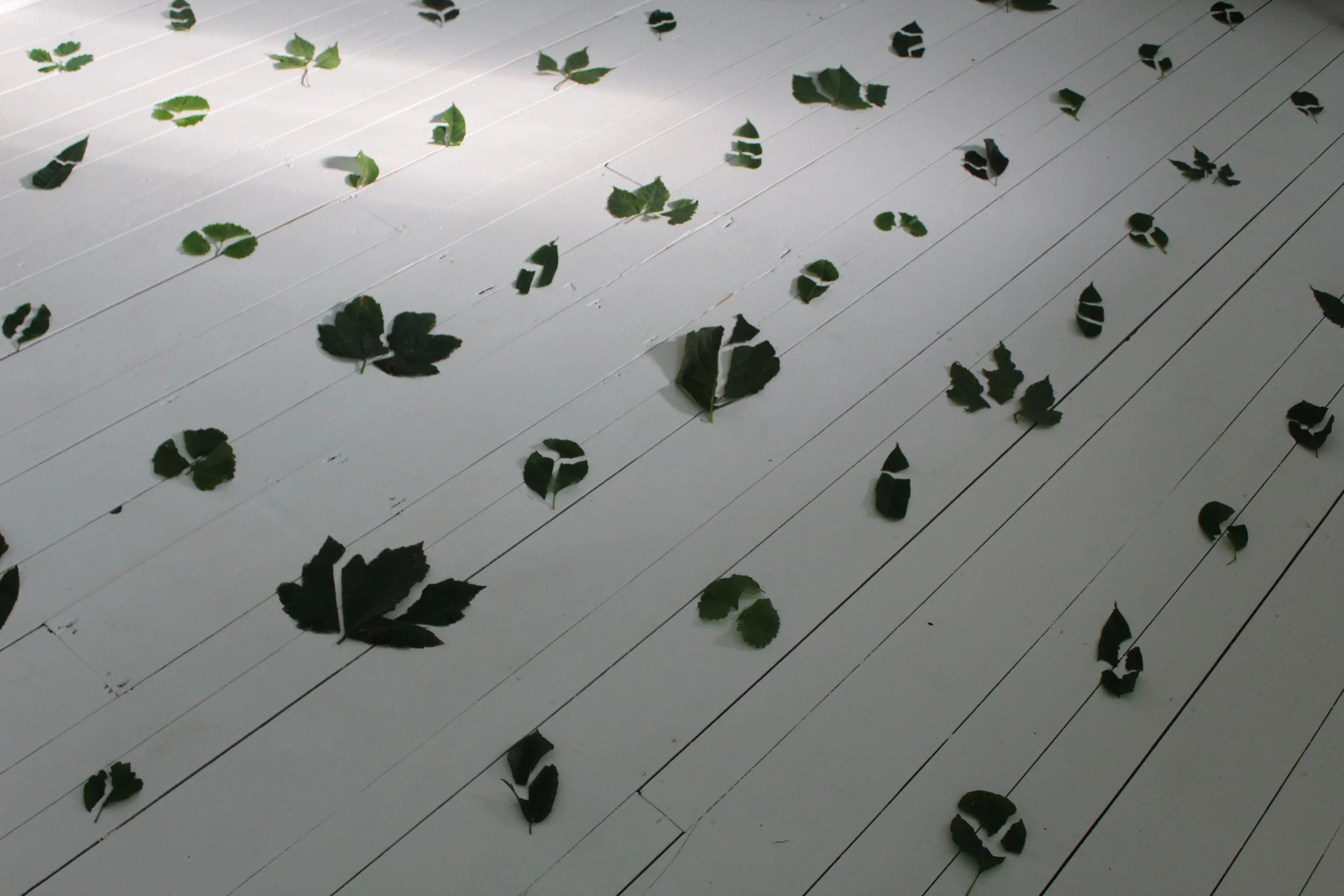 Multiple green leaves scattered on white wooden floorboards.
