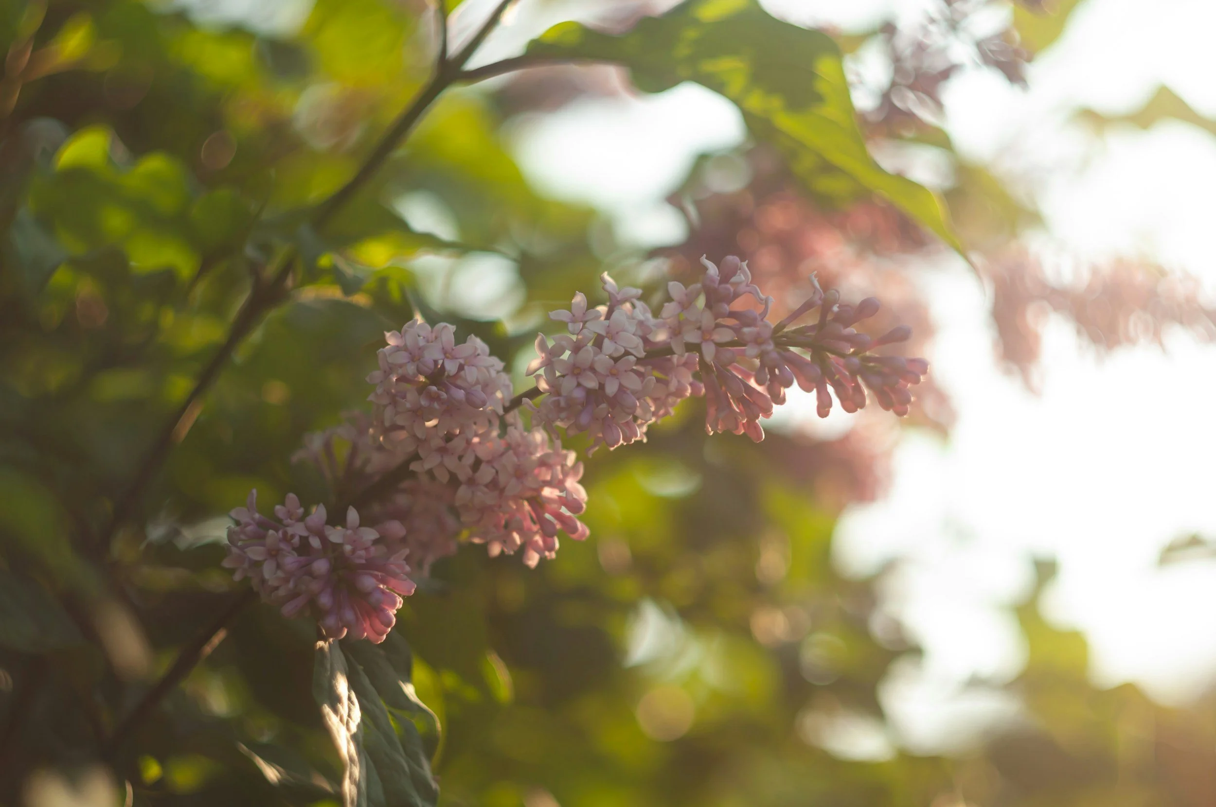 Fiori rosa che sbocciano su un ramo con sfondo di foglie verdi e luce solare