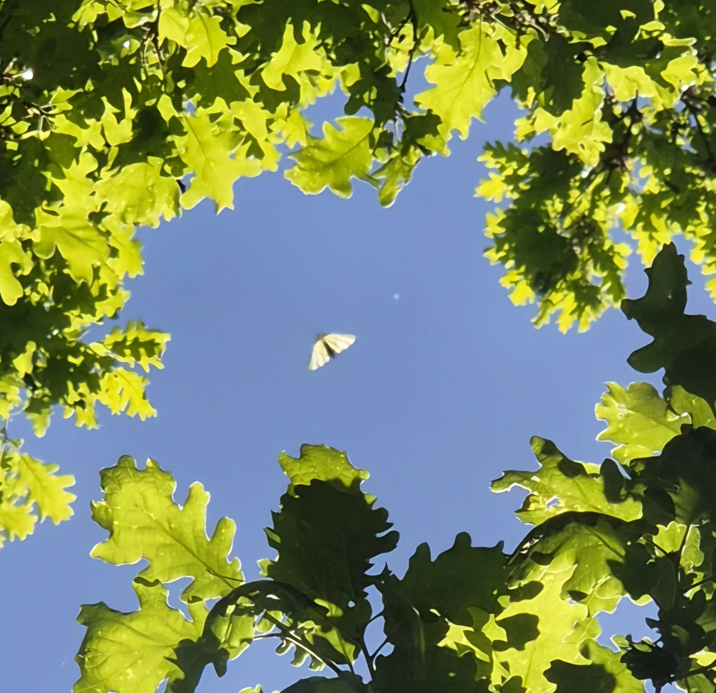 Il Vuoto fertile 25 -26 Aprile 2026