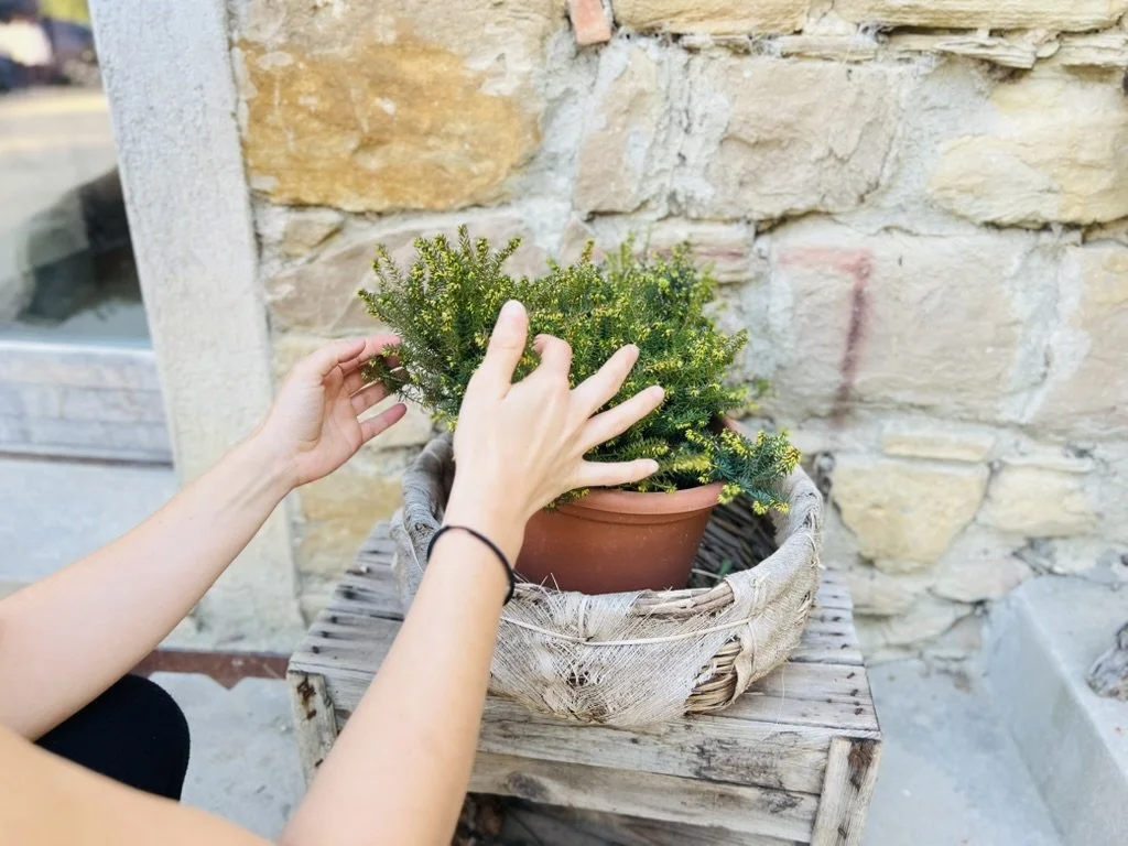 Una persona sistema una pianta in un vaso di terracotta, posato su un tavolino di legno, con uno sfondo di muro in pietra.