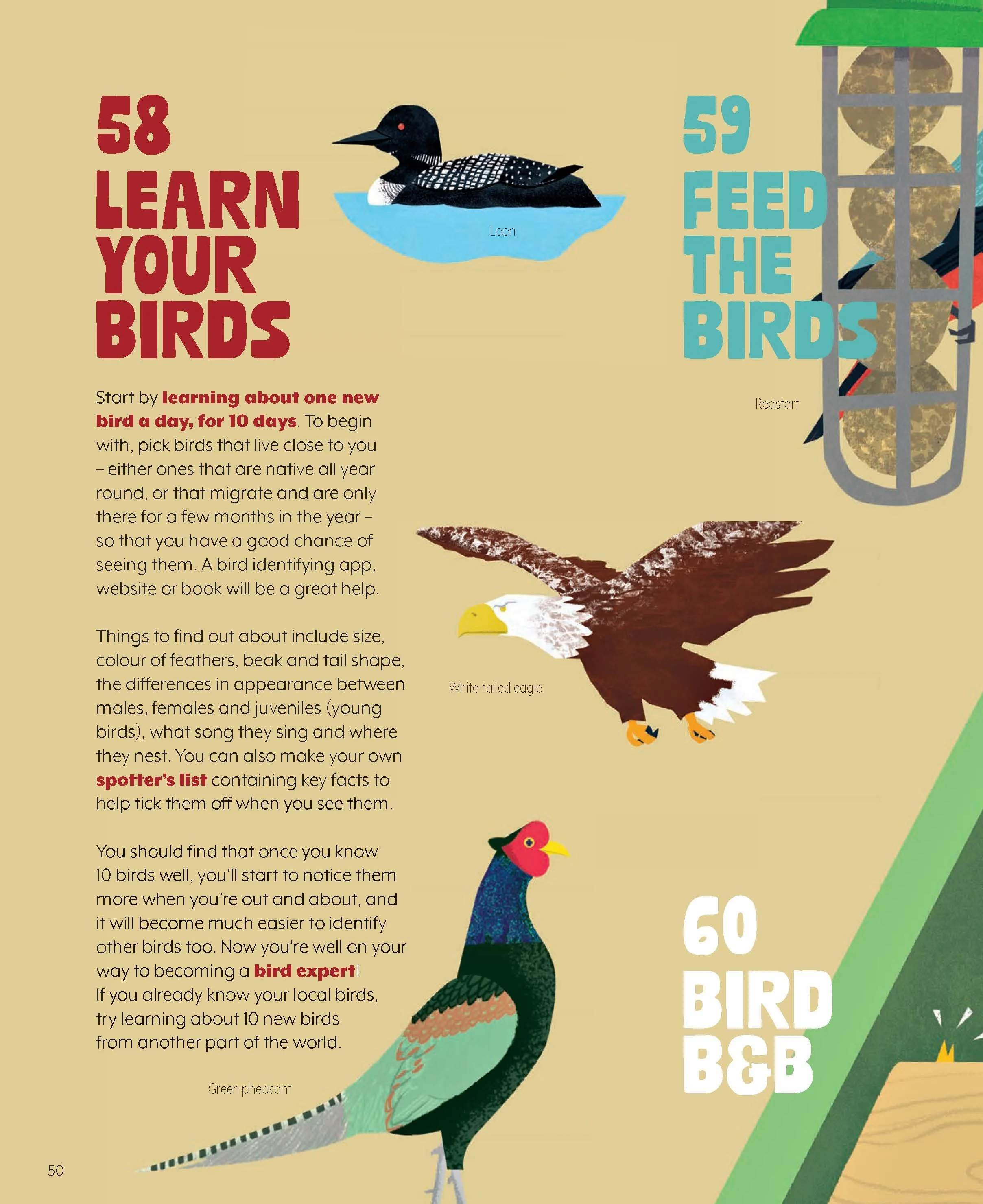 A page from the book 100 Ways To Save The Planet by Tom Jordan about learning to identify birds, showing three different bird species: a loon, a white-tailed eagle, and a green pheasant, alongside tips for bird watching and identification.