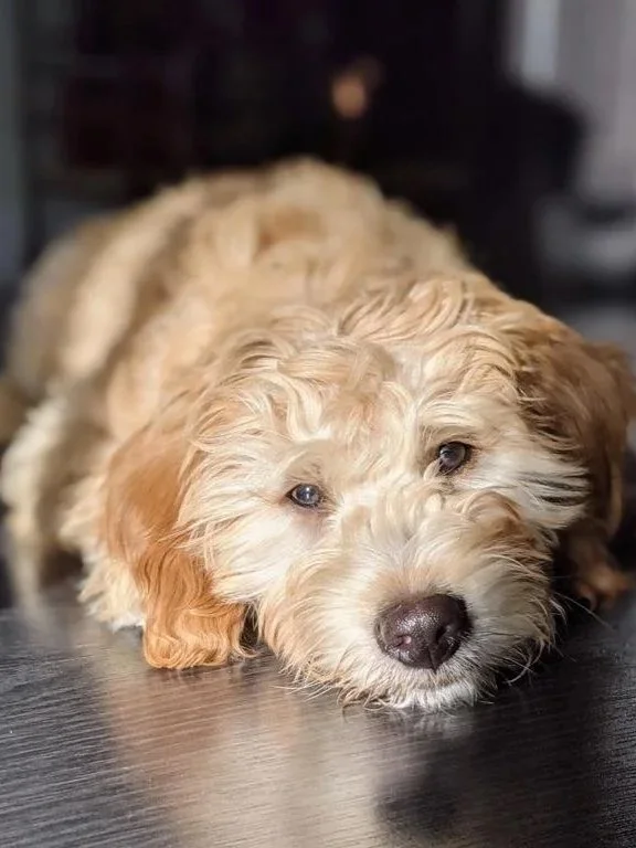 A cute, curly-haired puppy lying on a dark wooden surface with its head resting on the ground.