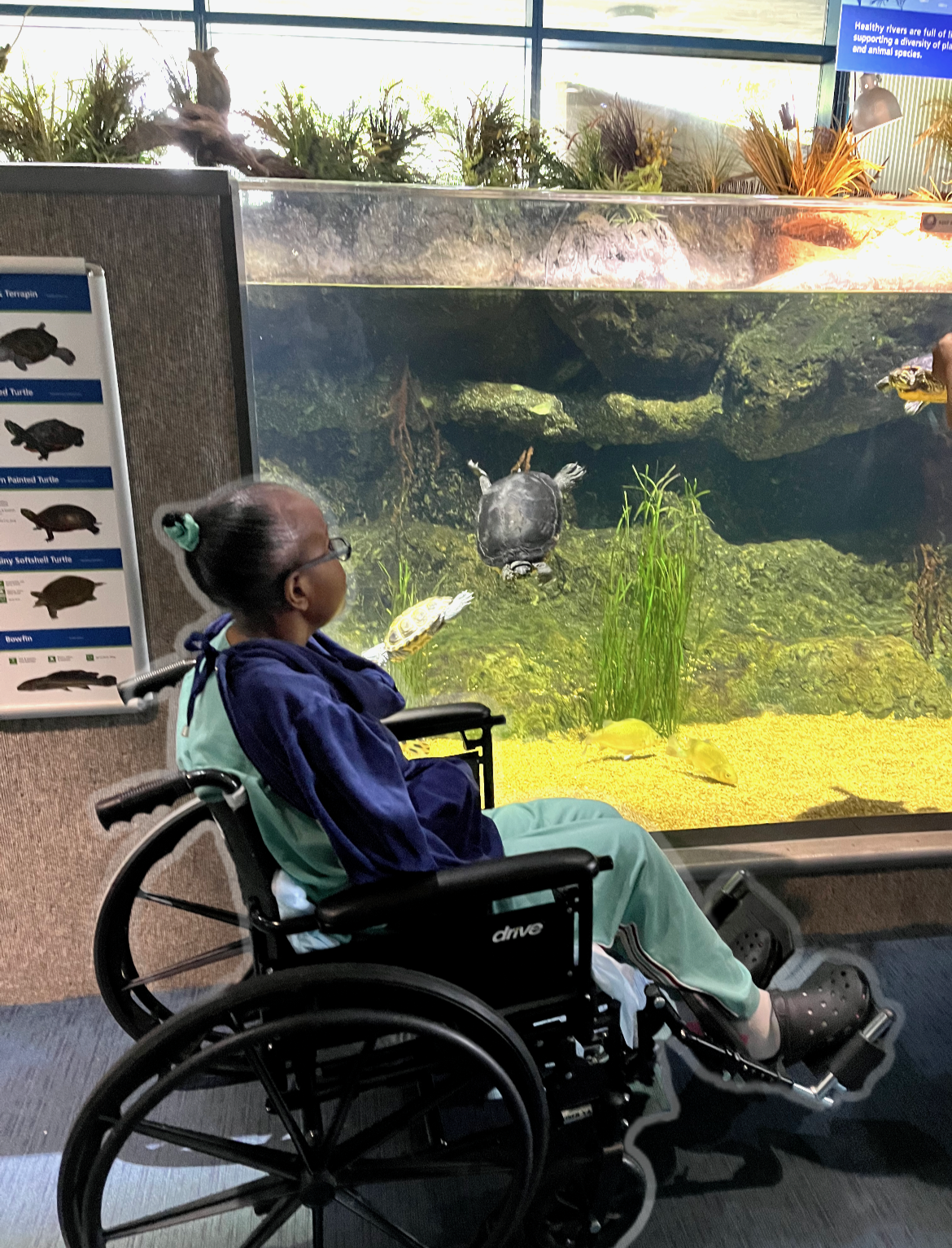 A young girl in a wheelchair watching turtles swimming in an indoor aquarium exhibit.