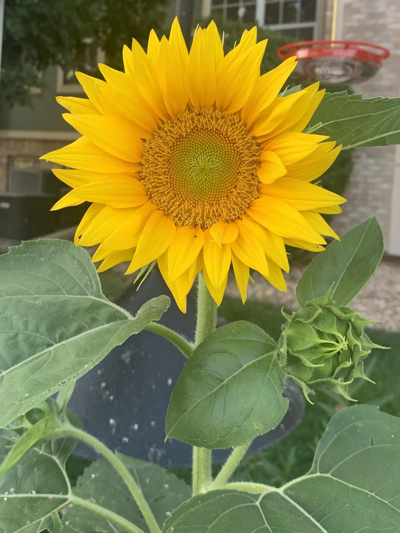 sunflower.jpg