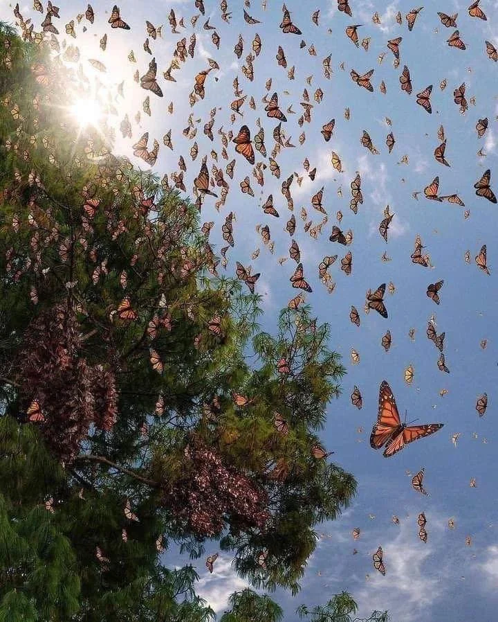 monarch butterflies.jpg