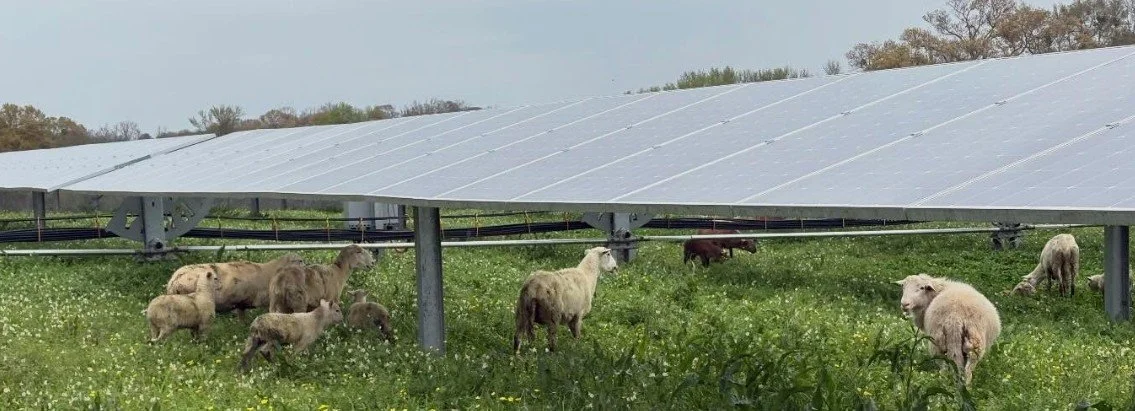 Making a Difference with Sheep