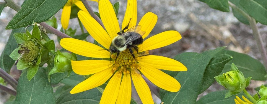 Making a Difference with Bees and Booze