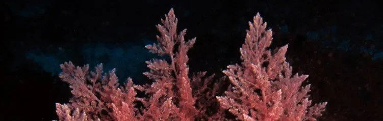Making a Difference with Seaweed