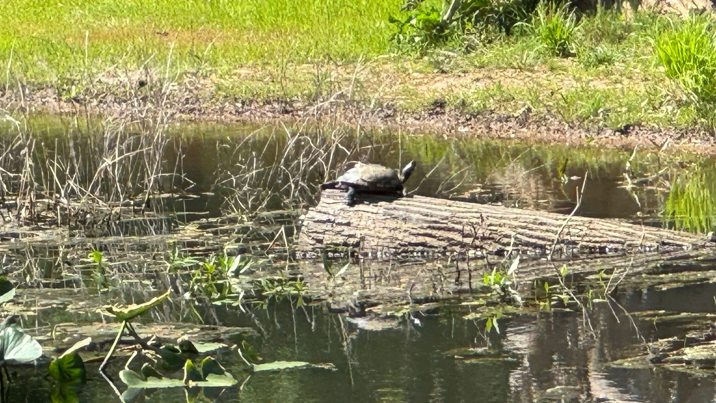 Biodiversity – the 70s to Now