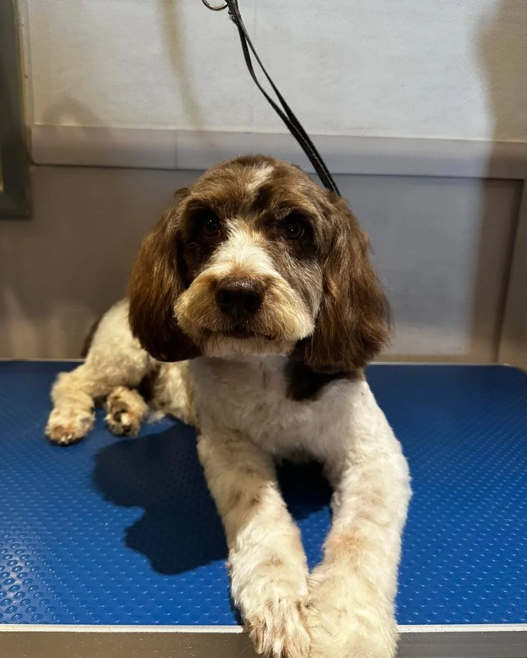 Swipe for the before ➡️

Pretty Eva in for a full groom 💜

Full grooms starting from &pound;40
Bath and blow dries starting from &pound;30

📍 Langley, Maidstone
📞 07712 805245
📧 barkbloomgroom@gmail.com