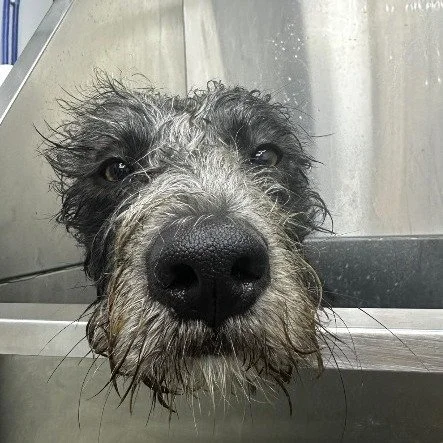 Not everyone loves bath time... 😅

But everyone loves that fresh from the groomers feeling! ✨

Did you know you can book your dog in for a Bath &amp; Blow Dry without having a full groom? Perfect for keeping them fresh, clean and smelling gorgeous b