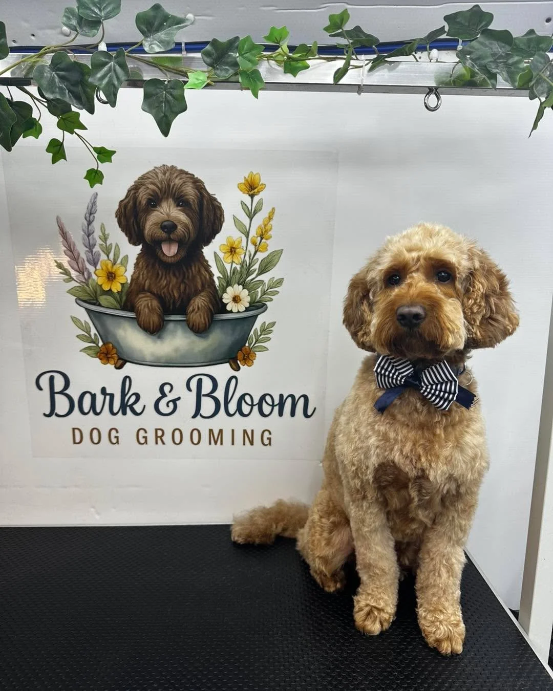 Alfie 💜

📍 Langley, Maidstone
📞 07712 805245
📧 barkbloomgroom@gmail.com

#doggroomer #maidstonebusiness #MaidstoneDogGroomer #DogGroomerKent #doggroomingmaidstone #DogGrooming #maidstonedoggroomers