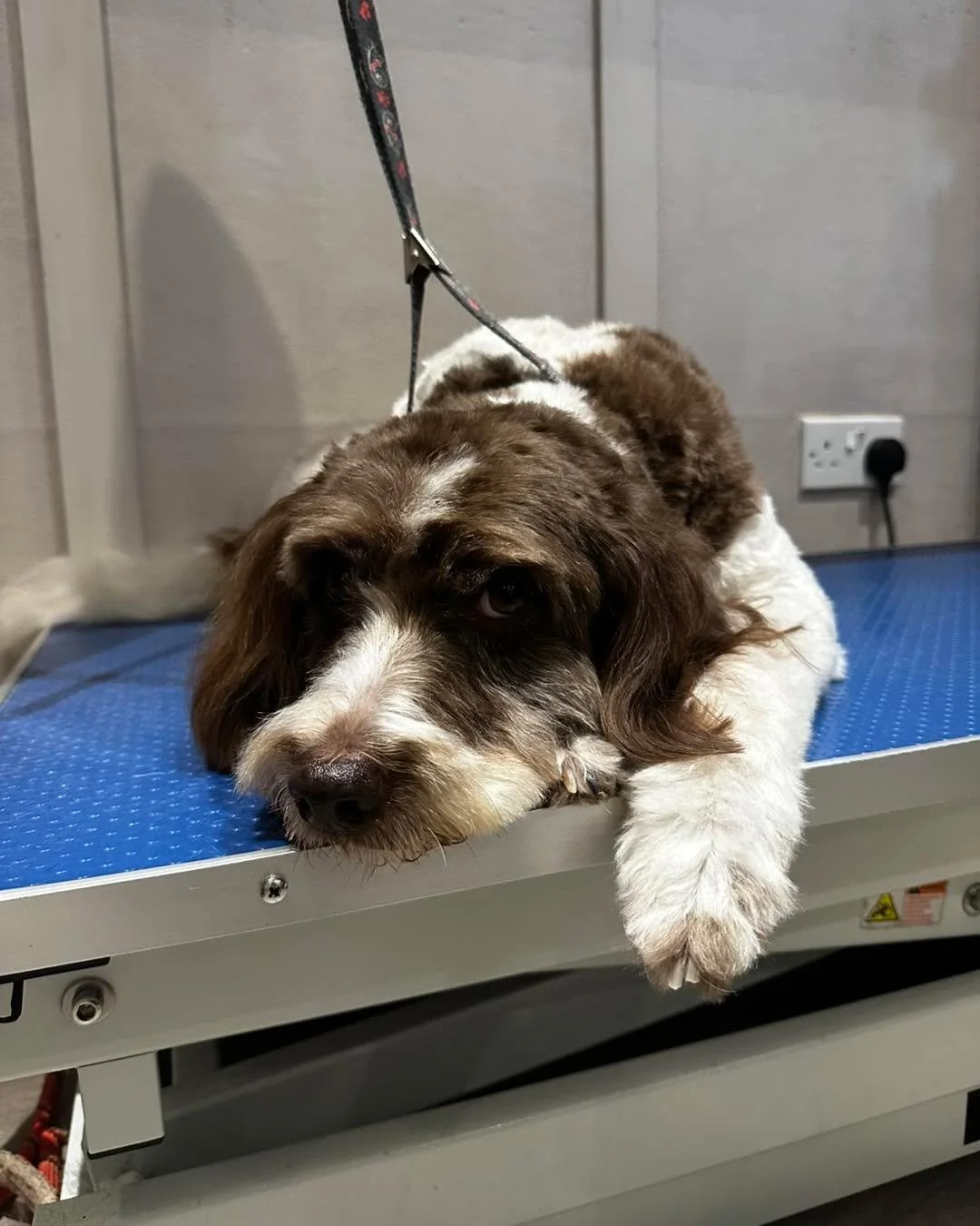 Tell me you&rsquo;re over it without telling me you&rsquo;re over it&hellip; 🥲😂

#doggroomer #maidstonebusiness #MaidstoneDogGroomer #DogGroomerKent #doggroomingmaidstone #DogGrooming #maidstonedoggroomers