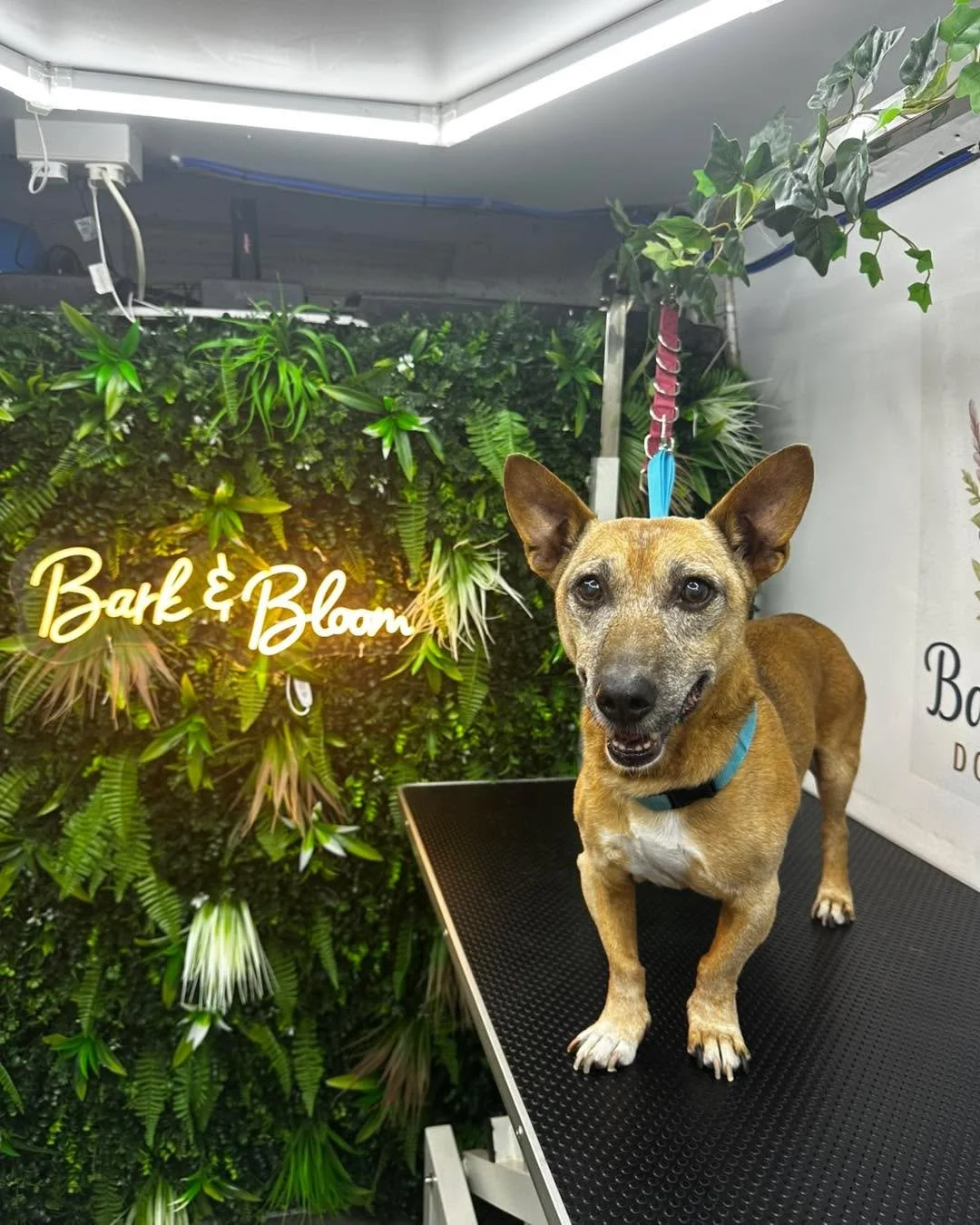 Tigger 💜

📍 Langley, Maidstone
📞 07712 805245
🌐 www.barkbloomgroom.co.uk

#doggroomer #maidstonebusiness #MaidstoneDogGroomer #DogGroomerKent #doggroomingmaidstone #DogGrooming #maidstonedoggroomers