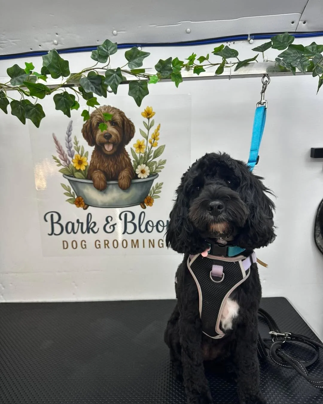Sweet little Pepper 💜

📍 Langley, Maidstone
📞 07712 805245
🌐 www.barkbloomgroom.co.uk

#doggroomer #maidstonebusiness #MaidstoneDogGroomer #DogGroomerKent #doggroomingmaidstone #DogGrooming #maidstonedoggroomers #doggrooming