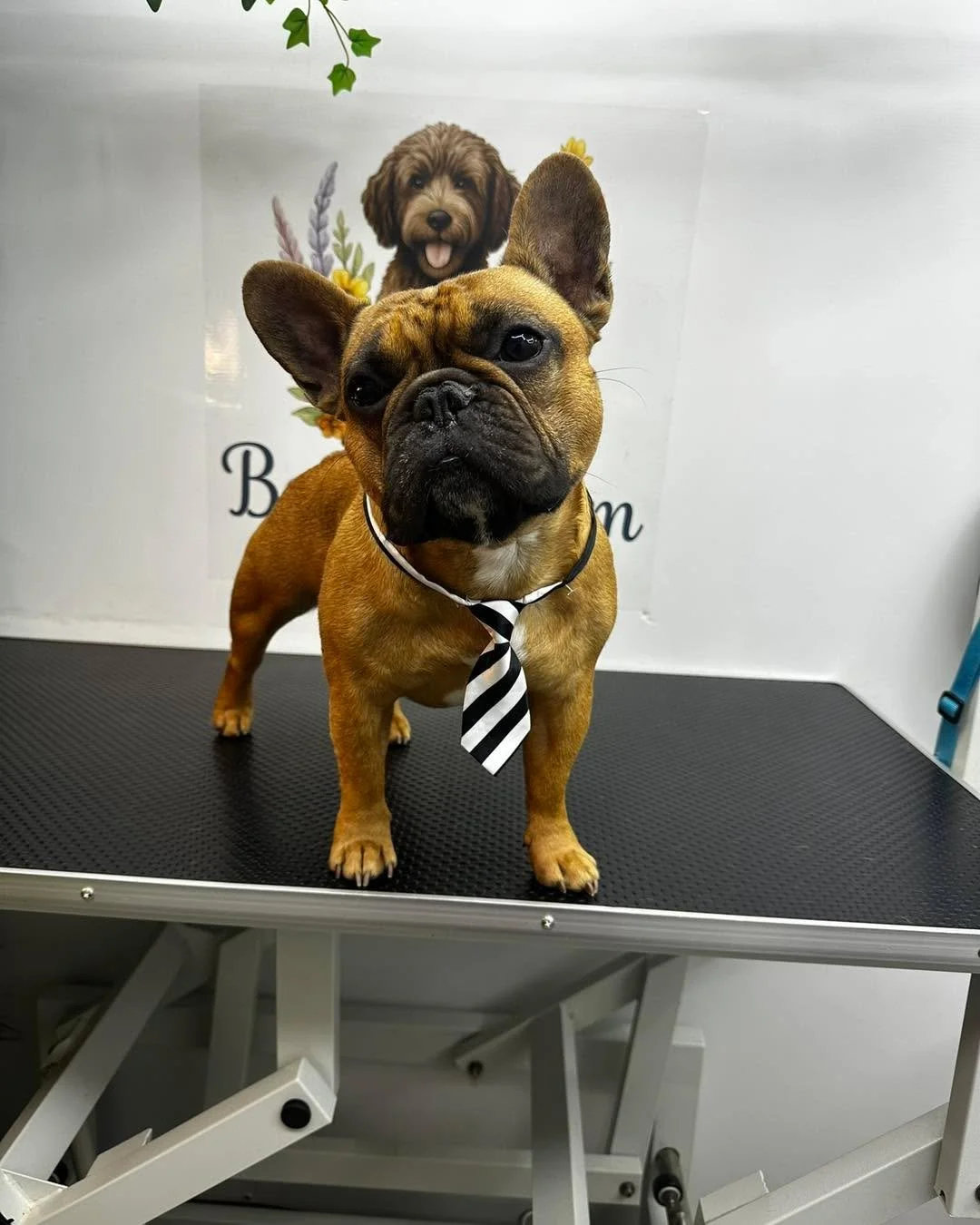 Handsome Reggie 💜 

📍 Langley, Maidstone
📞 07712805245

#doggroomer #maidstonebusiness #MaidstoneDogGroomer #DogGroomerKent #doggroomingmaidstone #DogGrooming #maidstonedoggroomers #doggroomersofinstagram