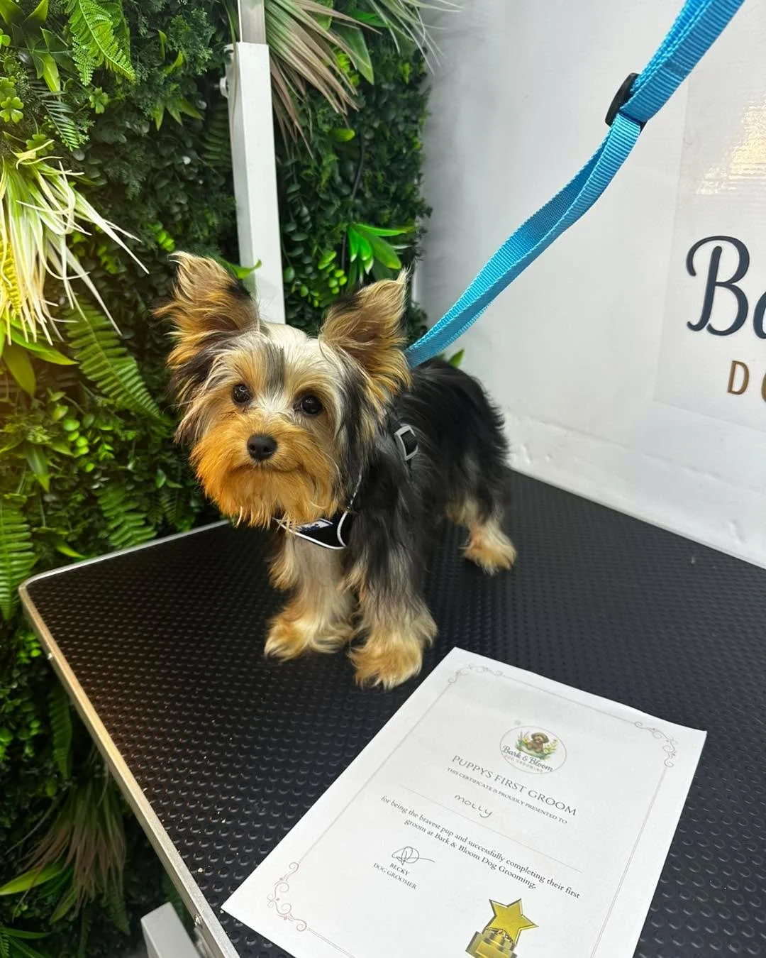 Little Molly done amazing at her first puppy groom 💜

📍 Langley, Maidstone 
📞 07712 805245

#doggroomersofinstagram #doggroomer #maidstonebusiness #MaidstoneDogGroomer #DogGroomerKent #doggroomingmaidstone #DogGrooming #maidstonedoggroomers