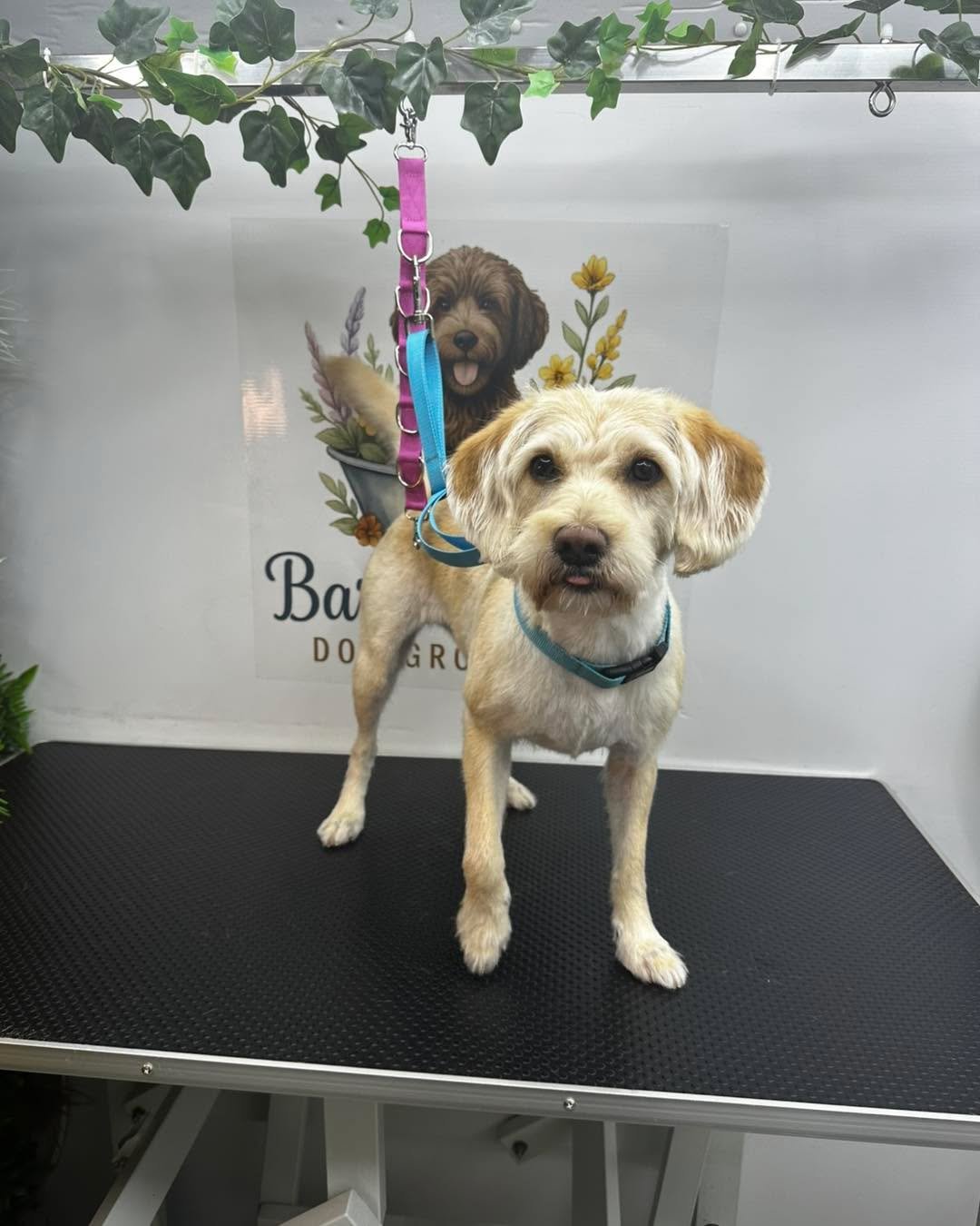 Mia 💜

📍 Langley, Maidstone
📞 07712 805245

#doggroomersofinstagram #doggroomer #maidstonebusiness #MaidstoneDogGroomer #DogGroomerKent #doggroomingmaidstone #DogGrooming #maidstonedoggroomers