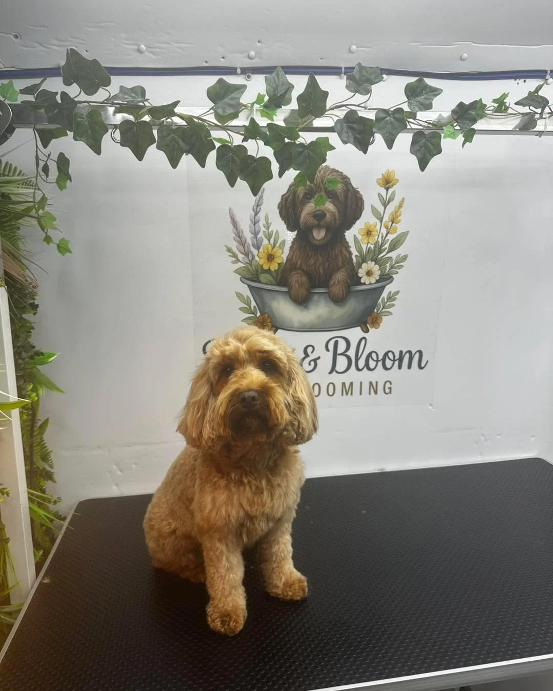 Pretty Willow 💜

📍 Langley, Maidstone

#doggroomersofinstagram #doggroomer #maidstonebusiness #MaidstoneDogGroomer #DogGroomerKent #doggroomingmaidstone #DogGrooming #maidstonedoggroomers