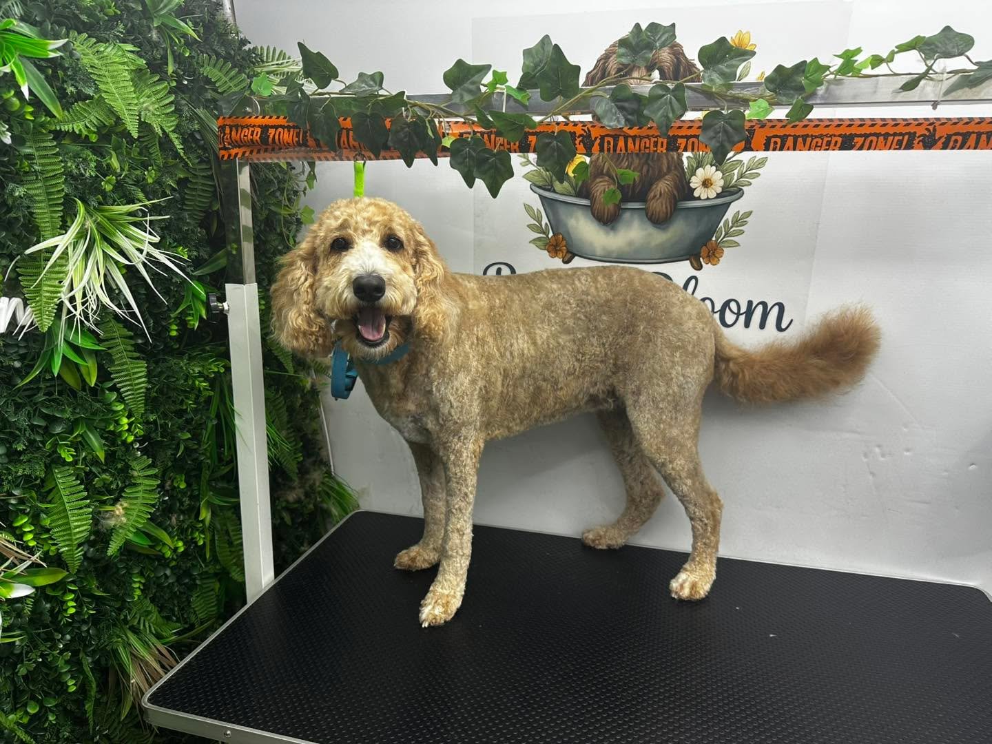 Miss Tilly 💜

We go short with Tilly to make her coat more manageable at home - swipe to see how much came off ➡️

First time using @thepawdinary and I&rsquo;m officially converted! 😍

#doggroomersofinstagram #doggroomer #maidstonebusiness #Maidsto